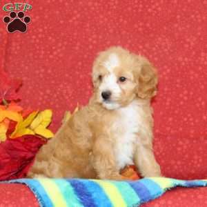Cashew, Cavapoo Puppy